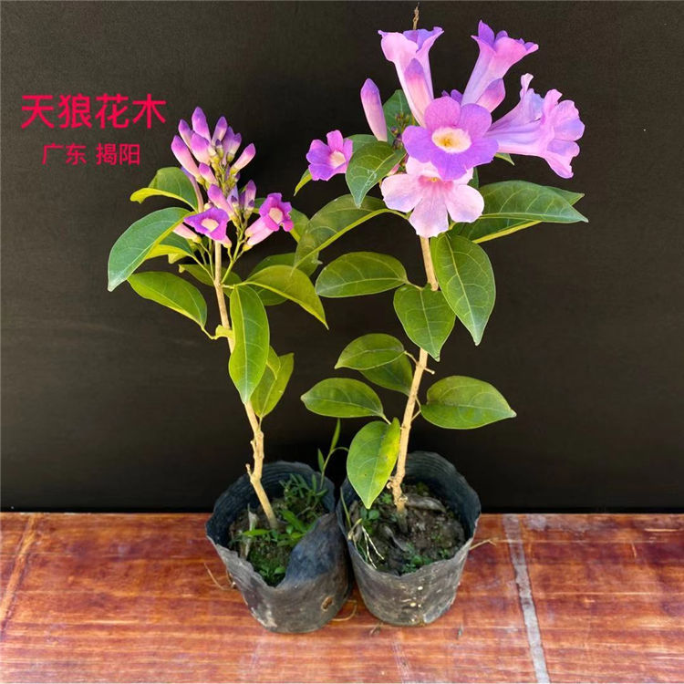 秋冬开花攀援花卉蒜香藤阳台庭院盆栽紫铃藤蒜香藤花苗绿篱爬藤 虎窝拼