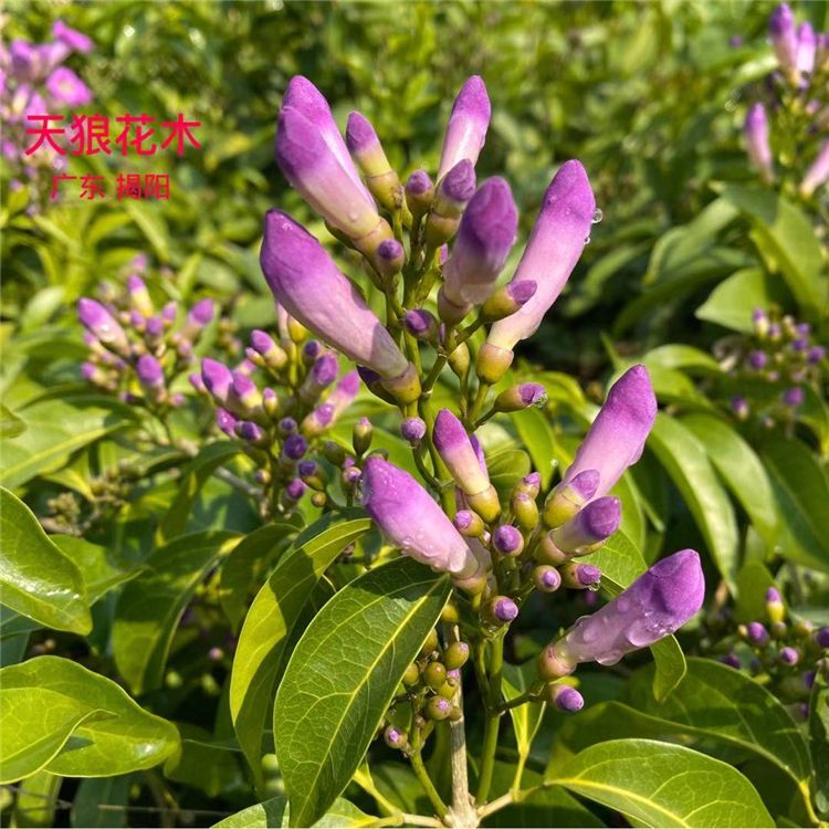 秋冬开花攀援花卉蒜香藤阳台庭院盆栽紫铃藤蒜香藤花苗绿篱爬藤 虎窝拼