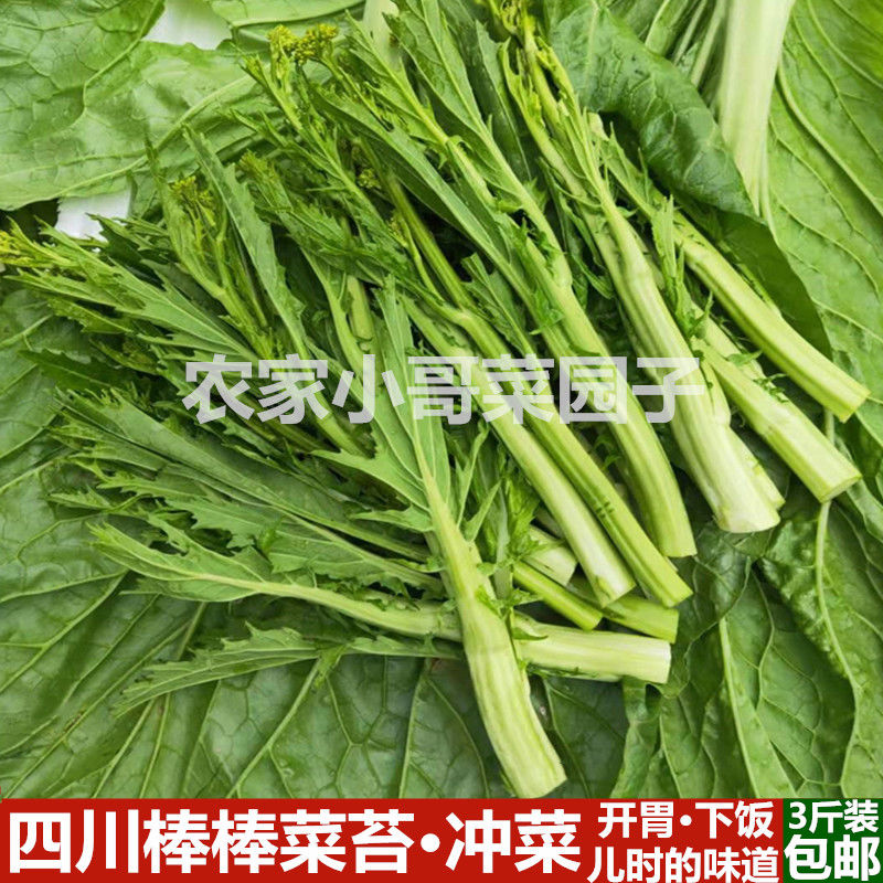 冲菜新鲜蔬菜冲鼻子菜芥菜苔棒棒菜尖四川特产榨菜菜薹1/3/5斤装【15