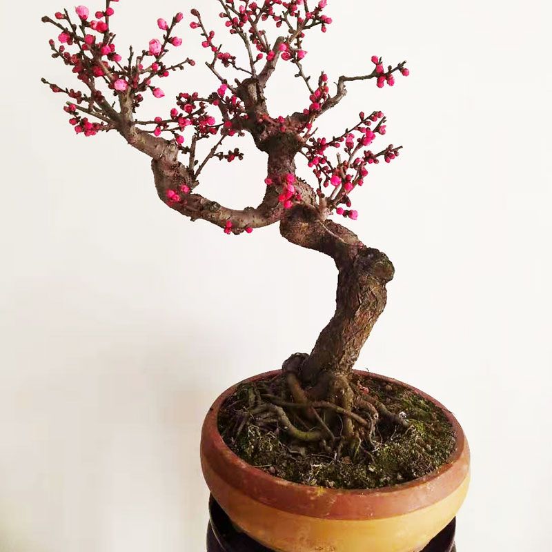 红梅原生梅花盆栽盆景树苗带花苞发货耐寒花卉室内外庭院观花植物