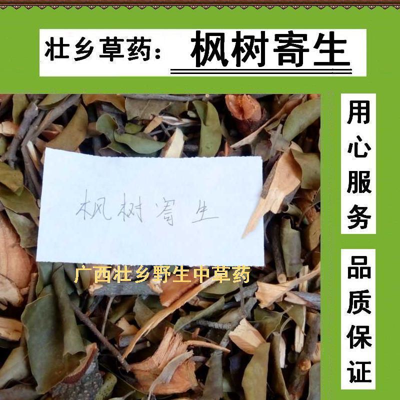 枫树寄生  枫香树寄生  鸡爪枫寄生