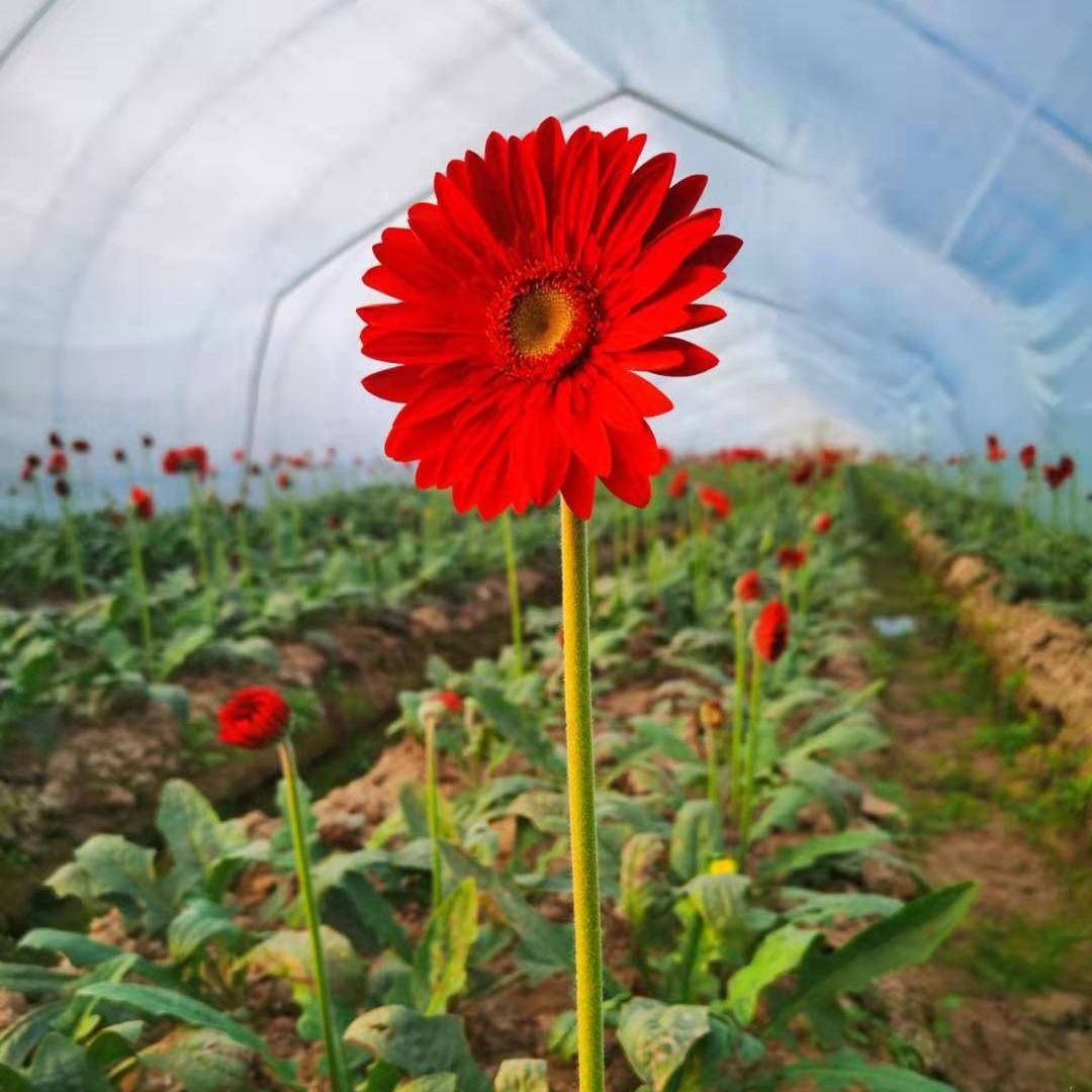 扶郎花怎么包混搭花束_榴莲花束怎么包