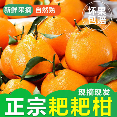 爱媛38号果冻橙5斤桔子柑橘子水果新鲜应季水果孕妇水果8/5/1斤的宝贝