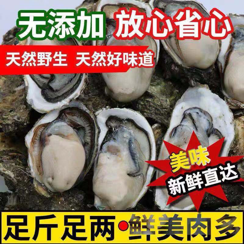 生蚝鲜活新鲜海蛎子大牡蛎鲜活生鲜新鲜海产品带壳海鲜海蛎子包邮