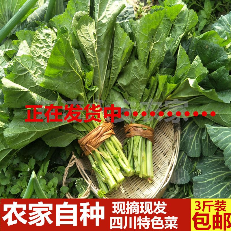 四川农家冬寒菜新鲜冬汉菜冬涵菜马蹄菜冬苋菜蔬菜叶野菜时令蔬菜