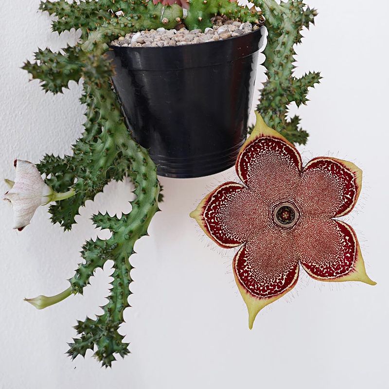 好养波斯地毯巨花开花美萝藦科群生萝藦多肉植物夏型种盆栽花卉 兴隆植意