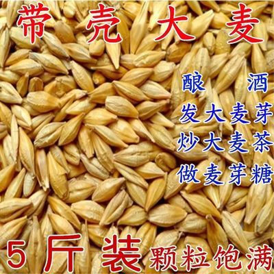 大麦 农家带壳大麦 带壳大麦粒发芽做麦芽糖可做大麦茶1斤5斤包邮