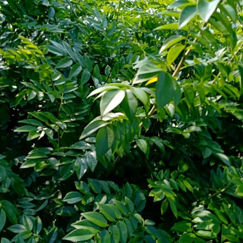 黃花梨樹苗正宗海南黃花梨木苗1年苗黃花梨小苗20100公分高