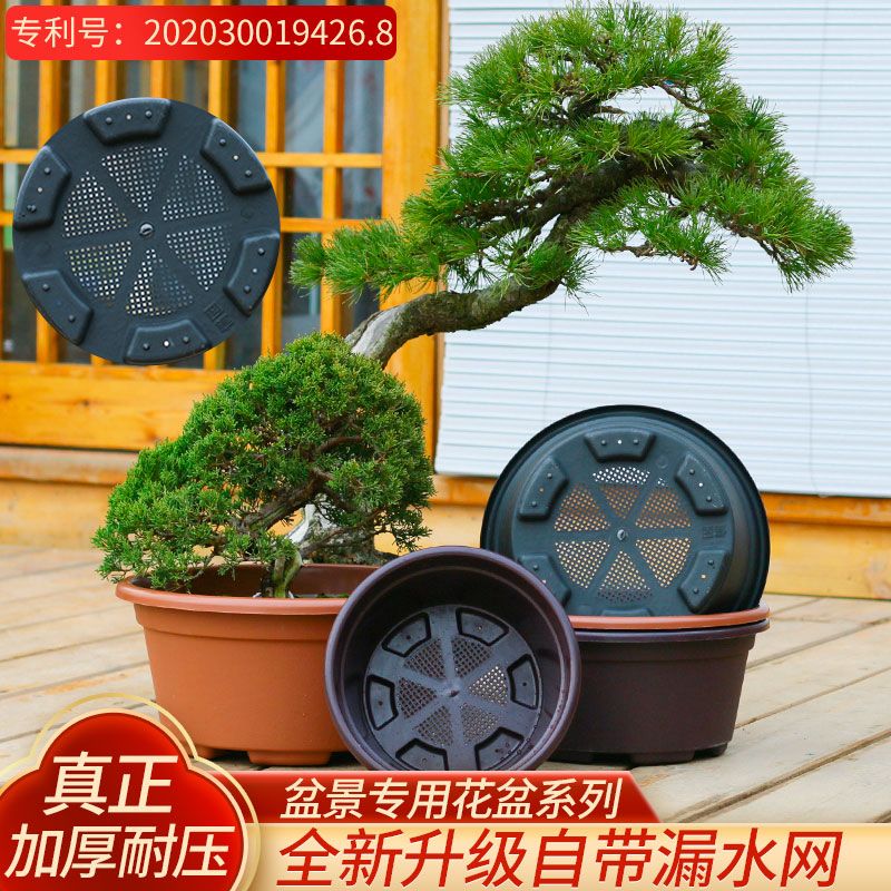 室内绿植盆栽黑花盆 5cd54b29-341f-4e78-9b67-fa0d219f0a2b.jpg