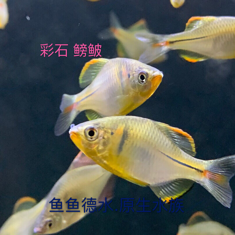 彩石鳑鲏原生鱼中华鳑鲏冷水鱼活体群游精灵鱼观赏鱼鳑皮鱼金鱼苗【3