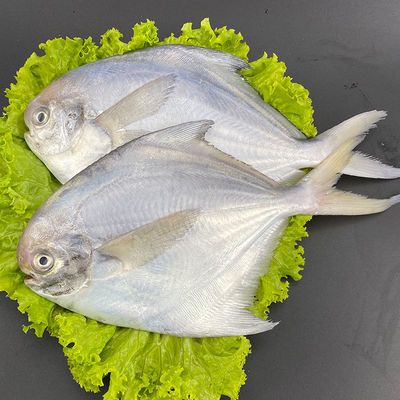 【一斤4到5条】东海鲳鱼野生银鲳鱼鲜活白鲳鱼海鲳鱼平鱼新鲜海鲜【3