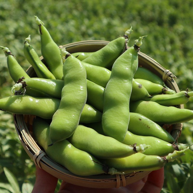 云南新鲜毛豆青蚕豆带壳蔬菜类罗汉豆兰花胡豆佛南豆竖豌豆蔬菜