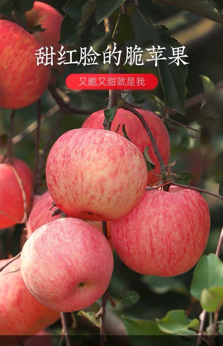 苹果水果新鲜红富士脆山东烟台应季红富士苹果10斤3斤5斤整箱批发