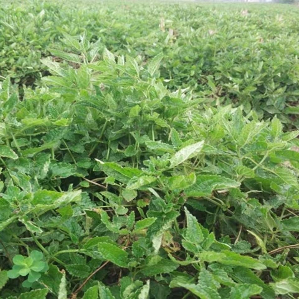 地笋种苗虫草参地参盆栽露天栽培繁殖快易成活好管理 虎窝拼