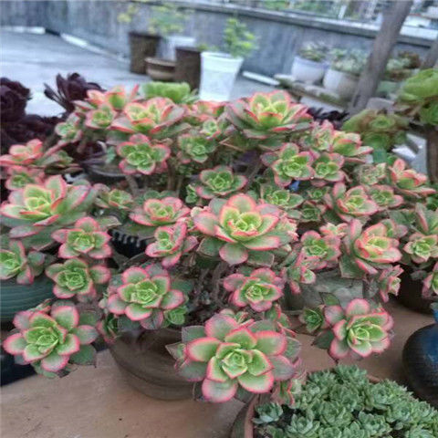 艳日辉 老桩 多肉植物 艳日辉锦 手捧花 老桩 红缘莲花掌多肉