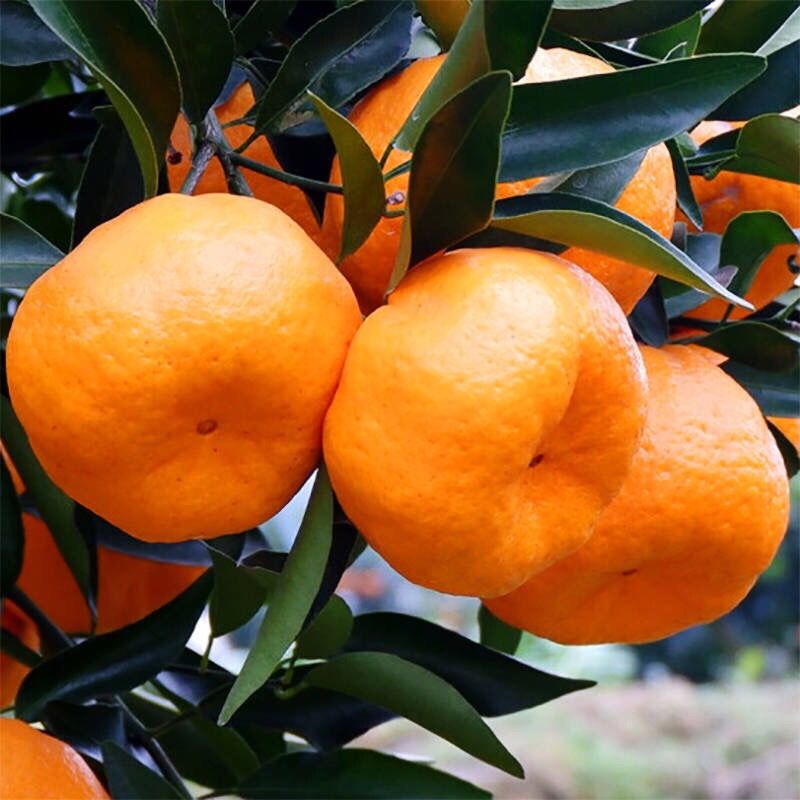 橙橙橙m 7263e011-d721-40eb-819d-e73d30d5f705.jpeg