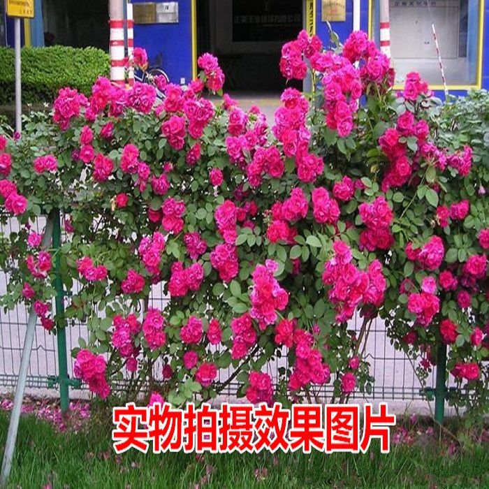 d80c2157-0e71-48be-88f5-f265af1cd28e.jpg