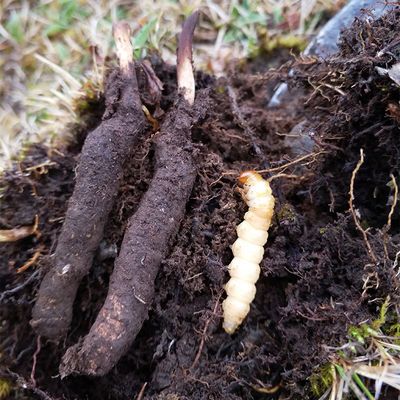 2017青海果洛 玉树冬虫夏草 纯野生 高海拔 雪山精品头期草4根/克