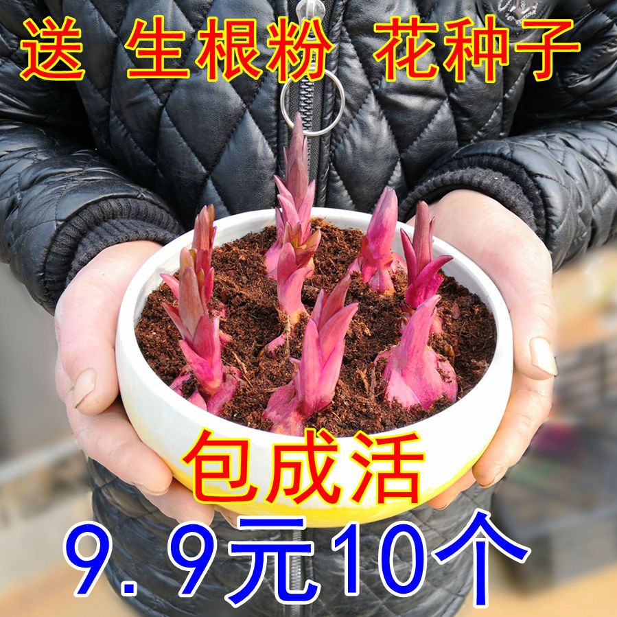 香水百合种球带芽耐寒四季盆栽室内外阳台花卉绿植种子浓香型花苗