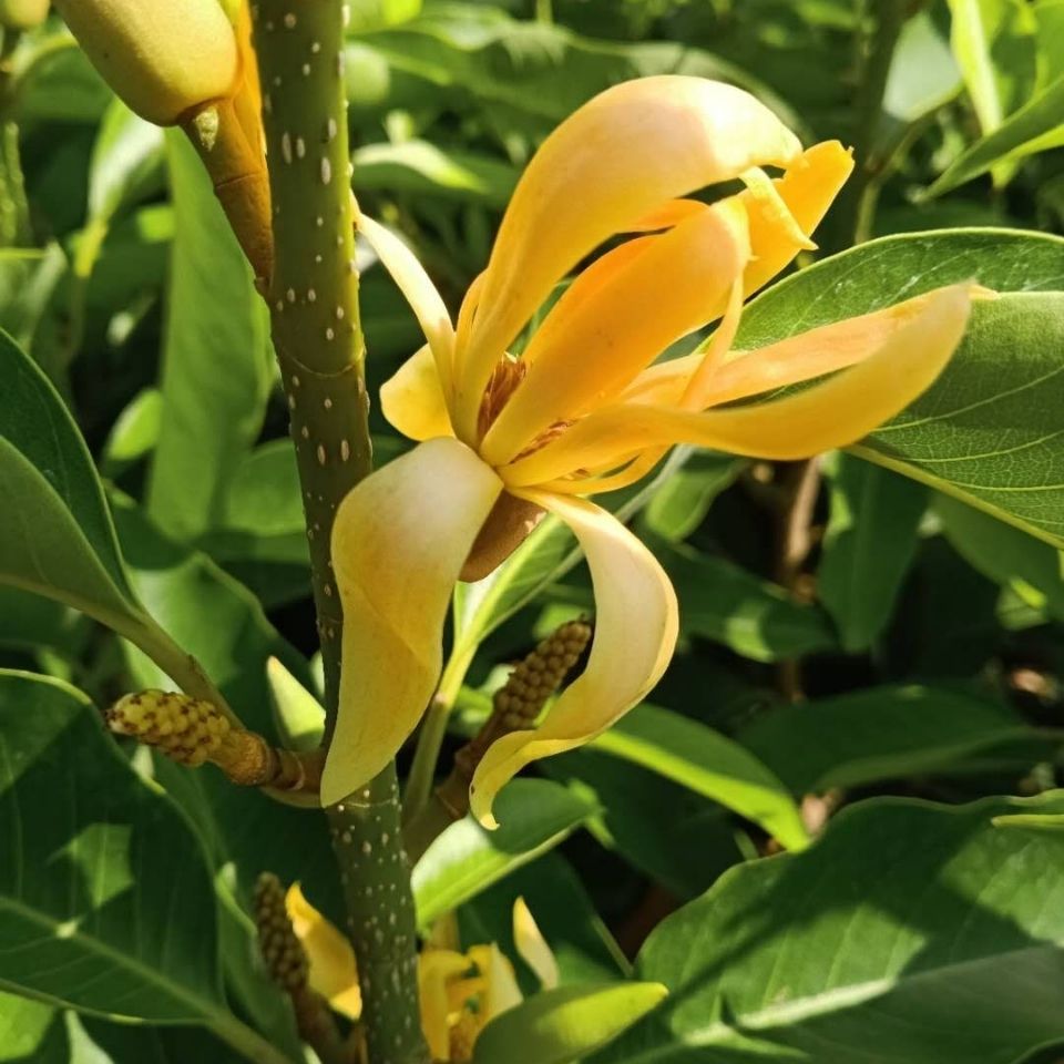 黄兰树嫁接盆栽芳香植物净化空气室内室外绿植广东基地发货