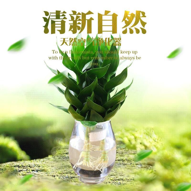 室内绿植推荐客厅水养 19d1979e-52d0-44bb-aae2-f24f1e8eb90e.jpg