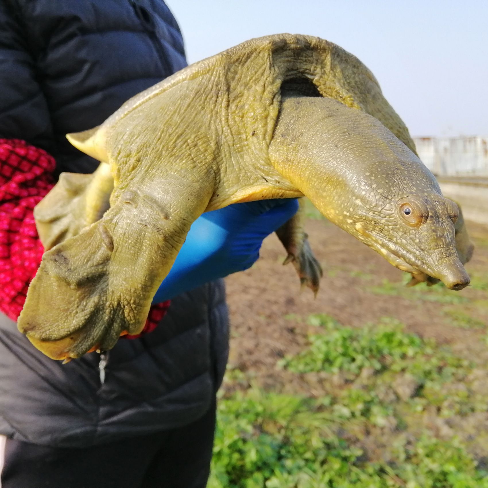 外塘放养生态甲鱼现抓现发包活滋补养生食材包邮中华鳖水鱼土特产