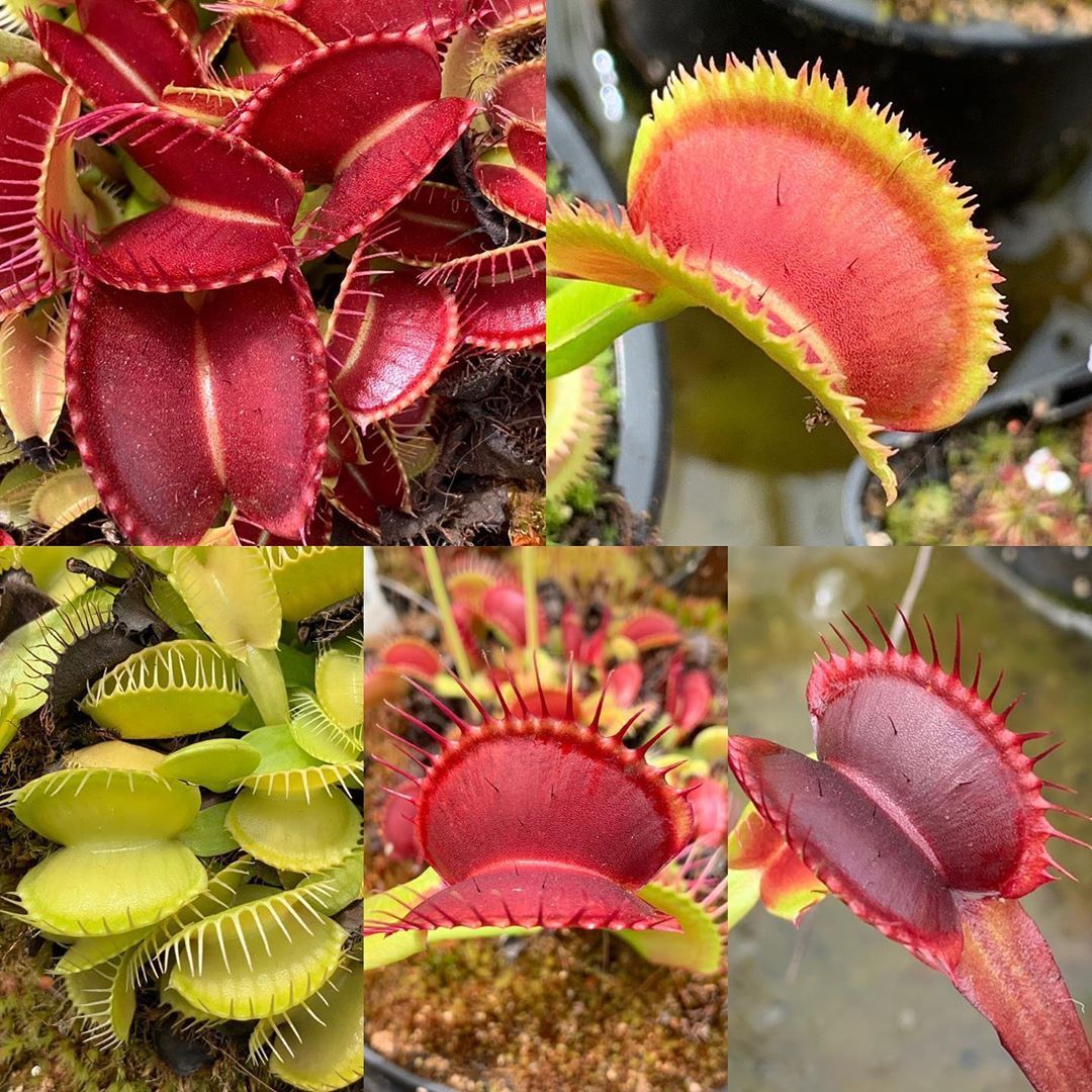 种好发货 捕蝇草 盆栽食虫植物超大食人花猪笼草苗食肉绿植包邮 虎窝拼