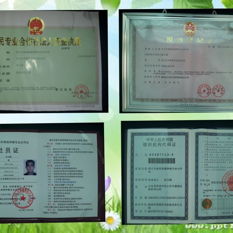 88356-山东正宗章丘鲍芹农家自产2/3/4斤精芹新鲜蔬菜水果产地直销包邮-详情图