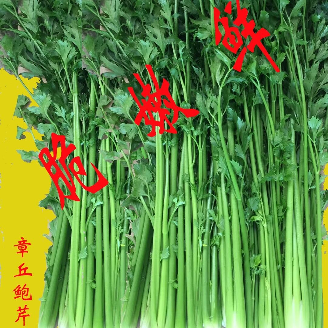 88356-山东正宗章丘鲍芹农家自产2/3/4斤精芹新鲜蔬菜水果产地直销包邮-详情图
