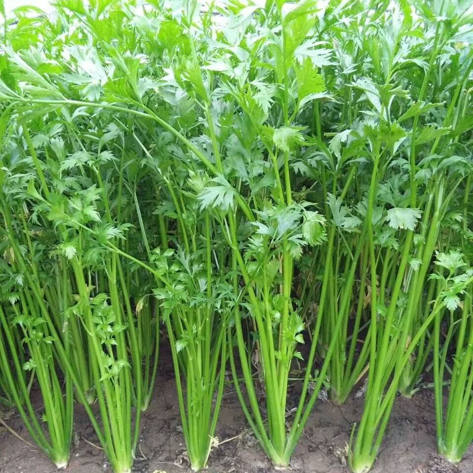 88356-山东正宗章丘鲍芹农家自产2/3/4斤精芹新鲜蔬菜水果产地直销包邮-详情图