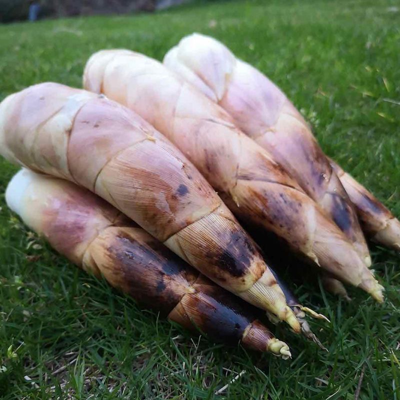 天目山竹笋新鲜笋手拔笋春笋新鲜竹笋现挖笋春笋冬笋1斤3斤5斤