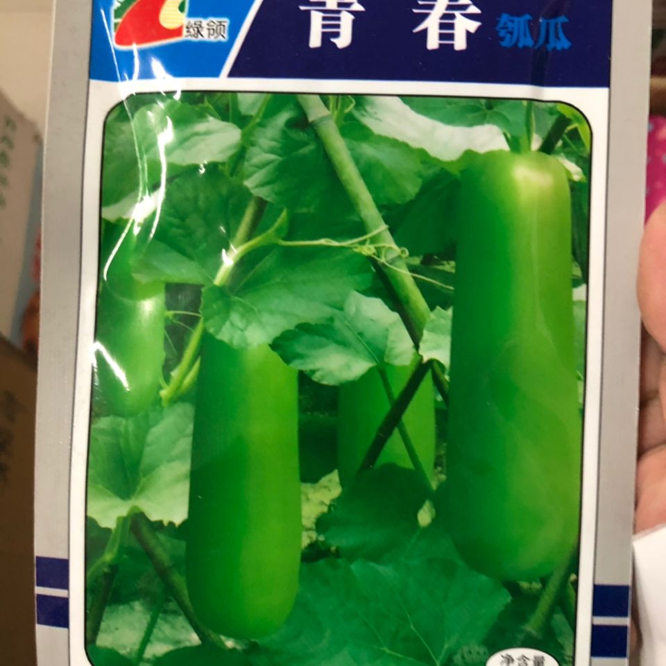 短蒲瓜短棒瓠子瓜种瓠子瓠瓜种子瓠瓜种籽菜葫芦四季