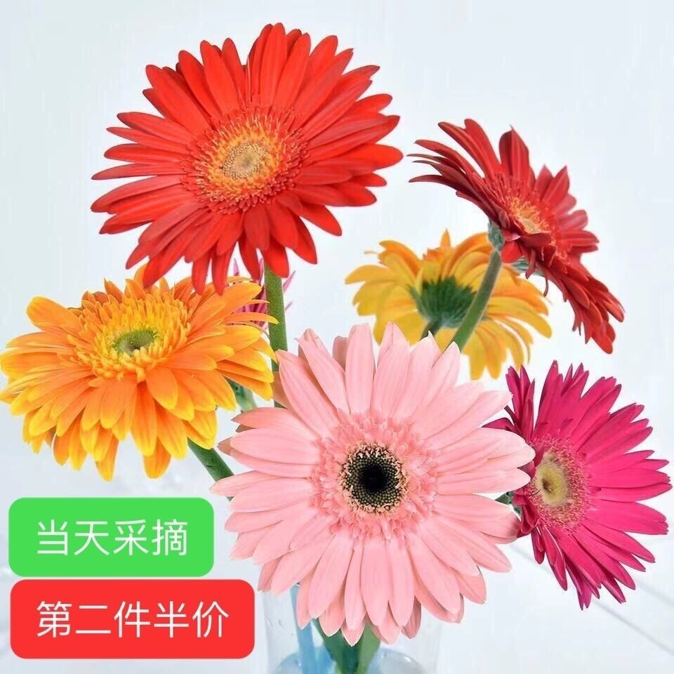 浙江基地批发扶郎花非洲菊鲜花花束家用瓶插花同城速递包邮到家