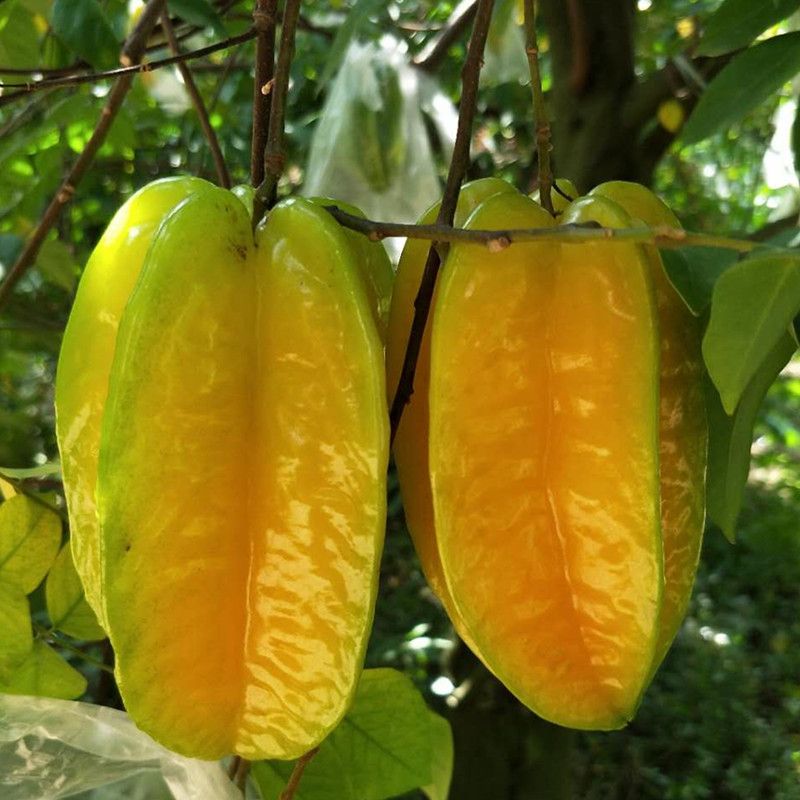 15树上杨桃水果新鲜