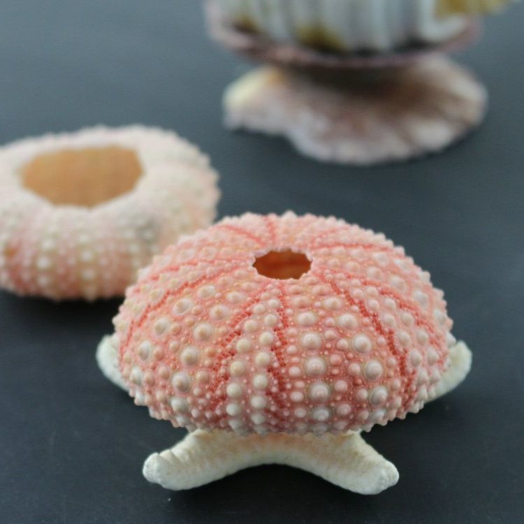 天然海胆壳标本摆件 不可放水里 海螺贝壳diy家居手工成品云朵
