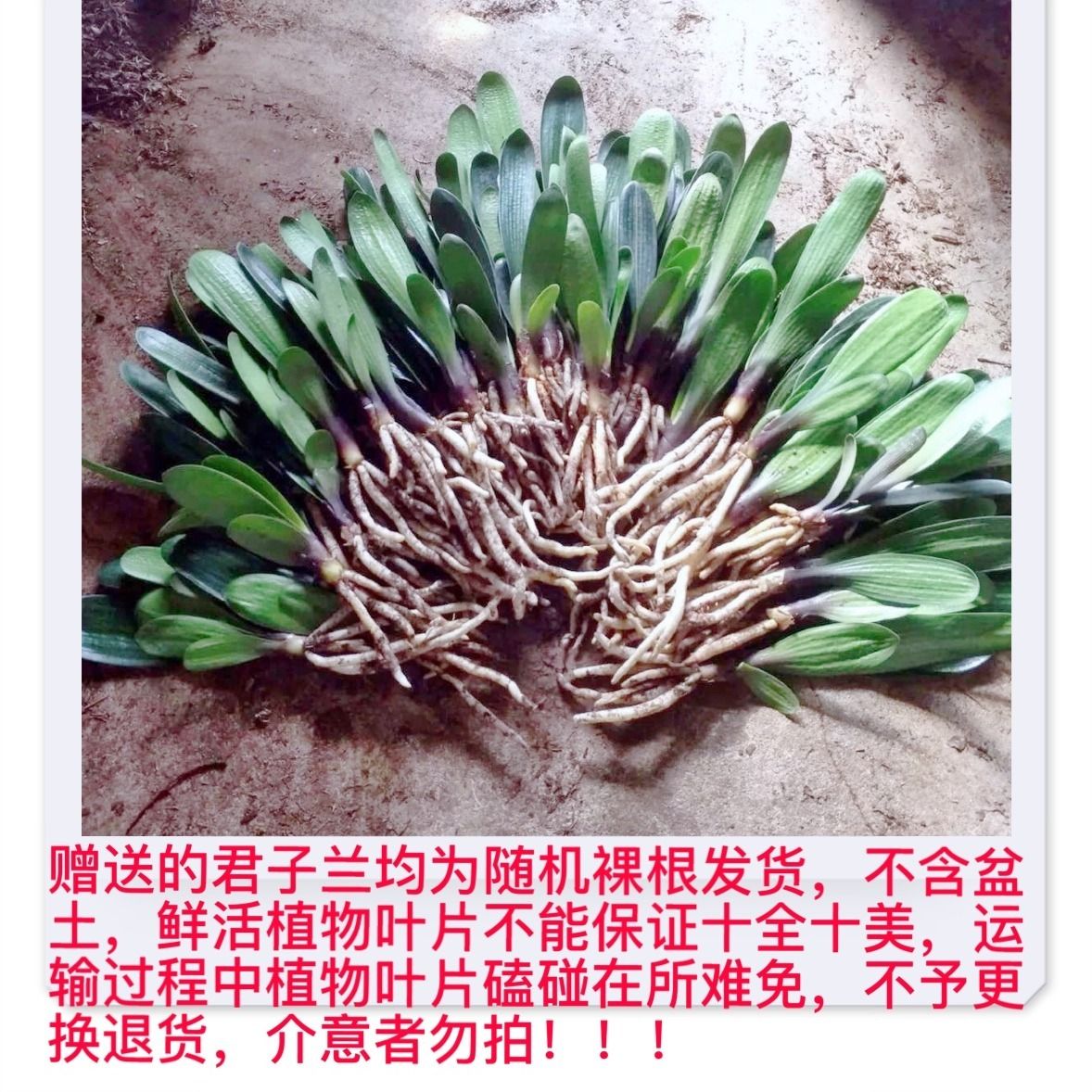 黄叶是什么季节开的 59b2e25d-f717-4eff-b953-82a953885316.jpg