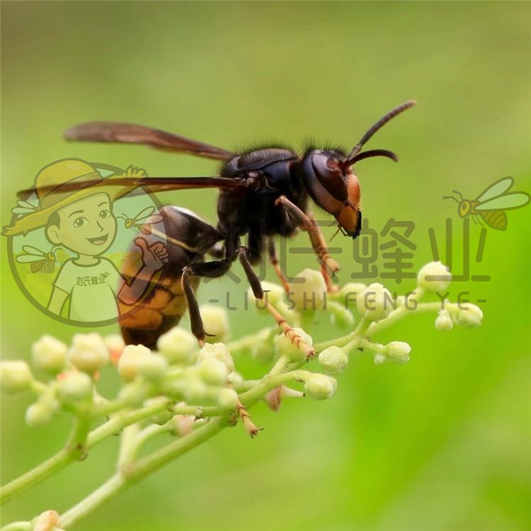 黃腳蜂王 葫蘆蜂王 馬蜂胡蜂蜂王 一對一配種 劉氏蜂業畜牧養殖場【3