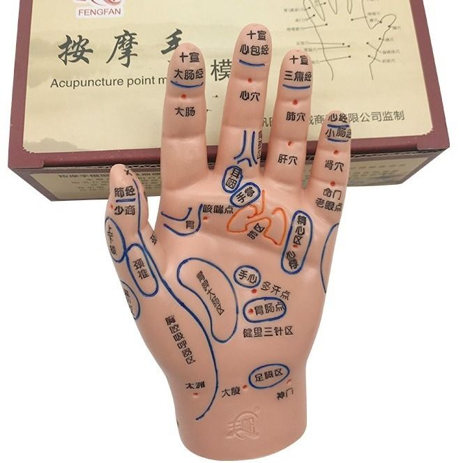 清晰刻字18cm按摩手部反射区模型人体经络穴位手心手背手部模型用
