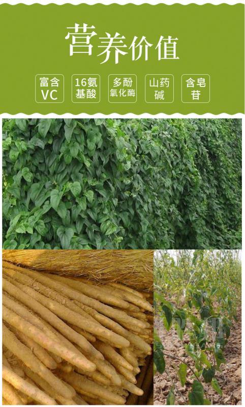 山药铁棍正宗麻山药小白嘴淮山药铁杆粉糯垆土河北特产新鲜蔬菜