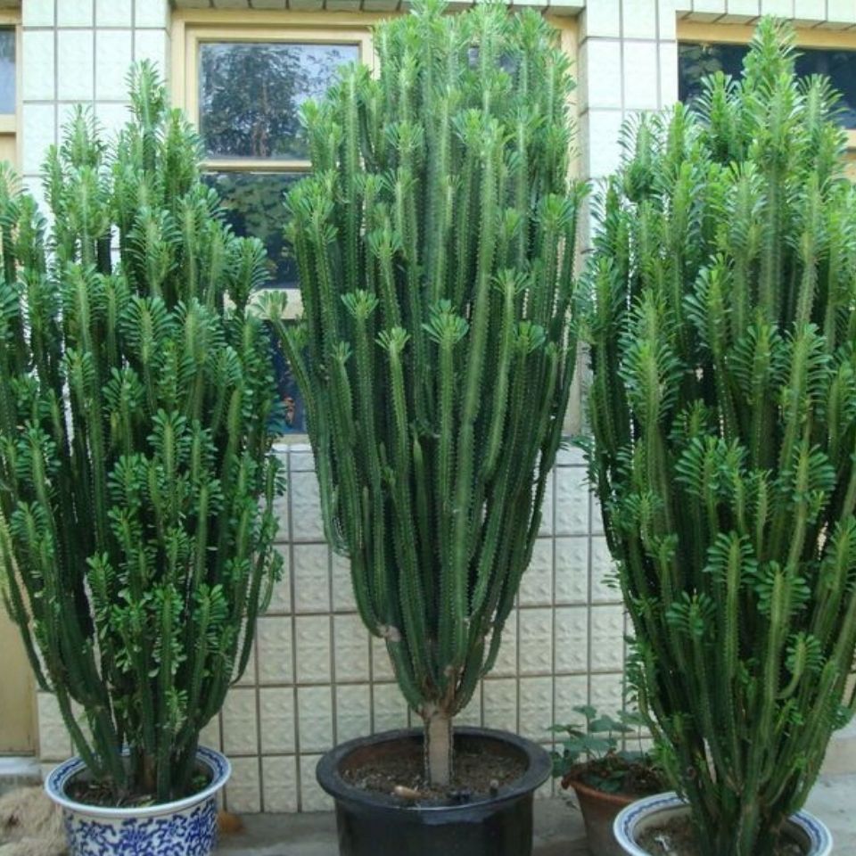 龍骨花室內花 植物盆栽玉麒麟吸甲醛客廳大型多肉青龍骨巴西龍骨