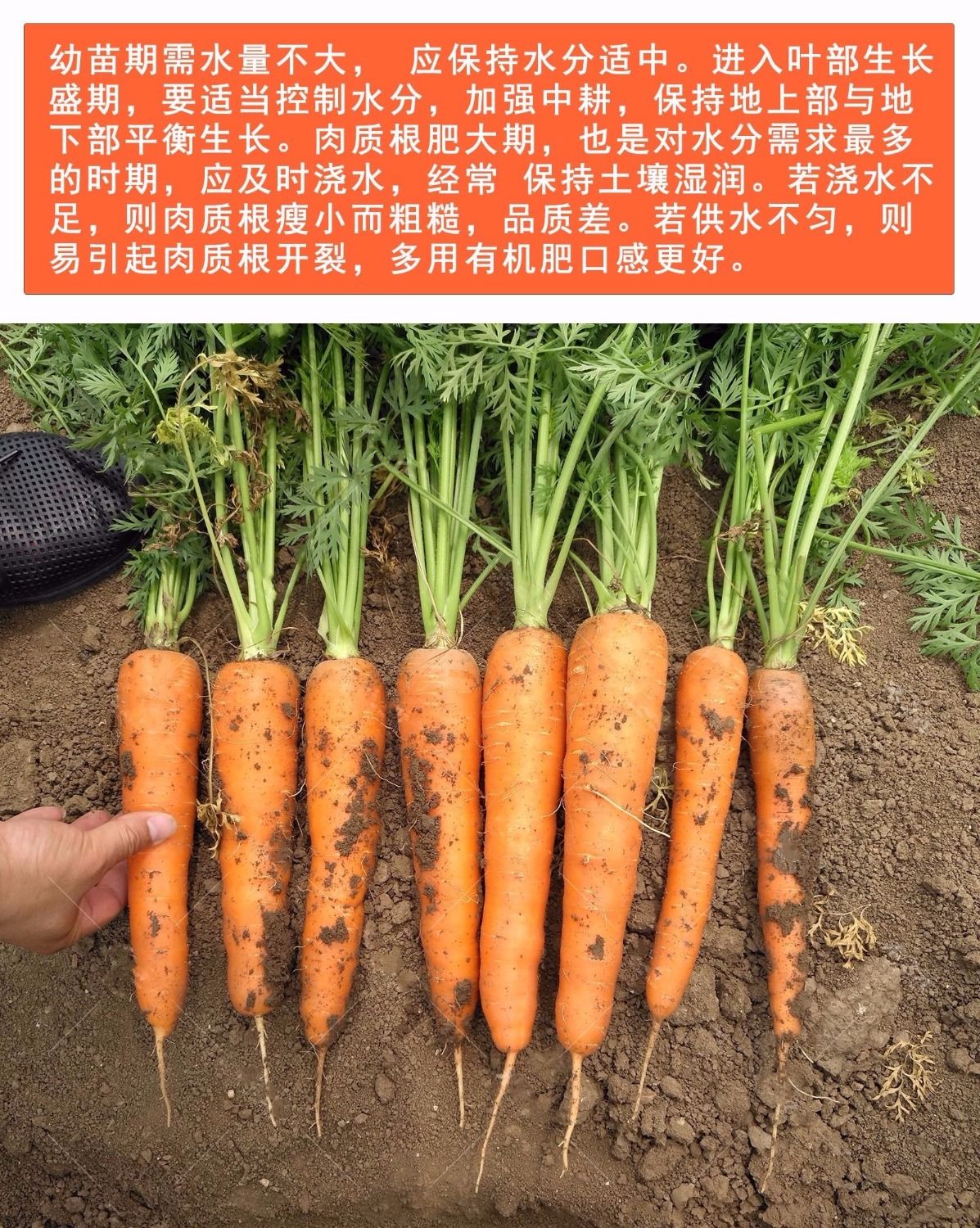 胡萝卜种子什么时候种（红萝卜最迟几月份种）
