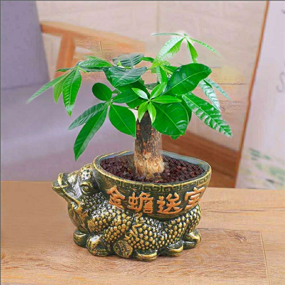 四季发财树盆栽植物绿植盆栽室内外招财树小盆景小盆栽吸甲醛树苗