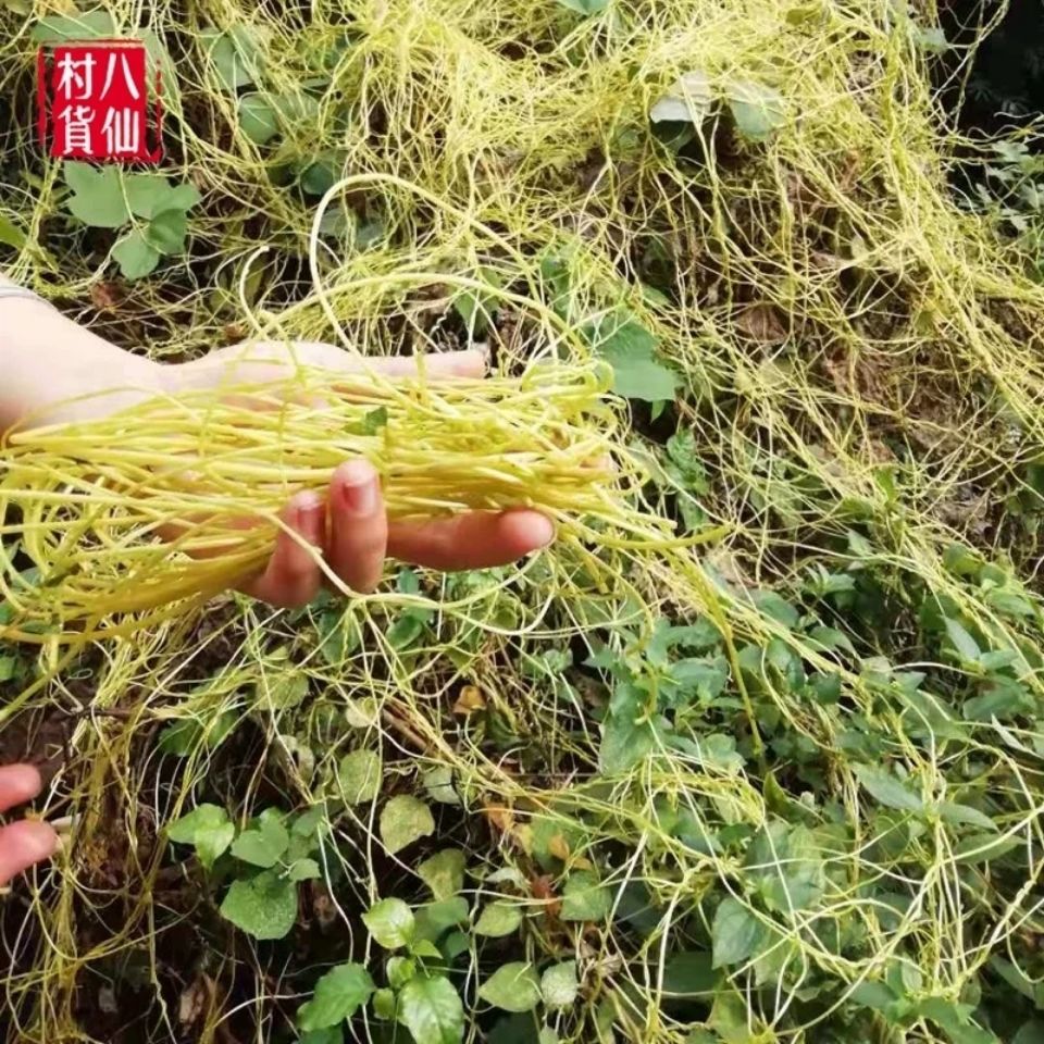 野生菟丝子藤 新鲜黄丝无根藤无娘藤无根草中草药豆寄生藤  500g