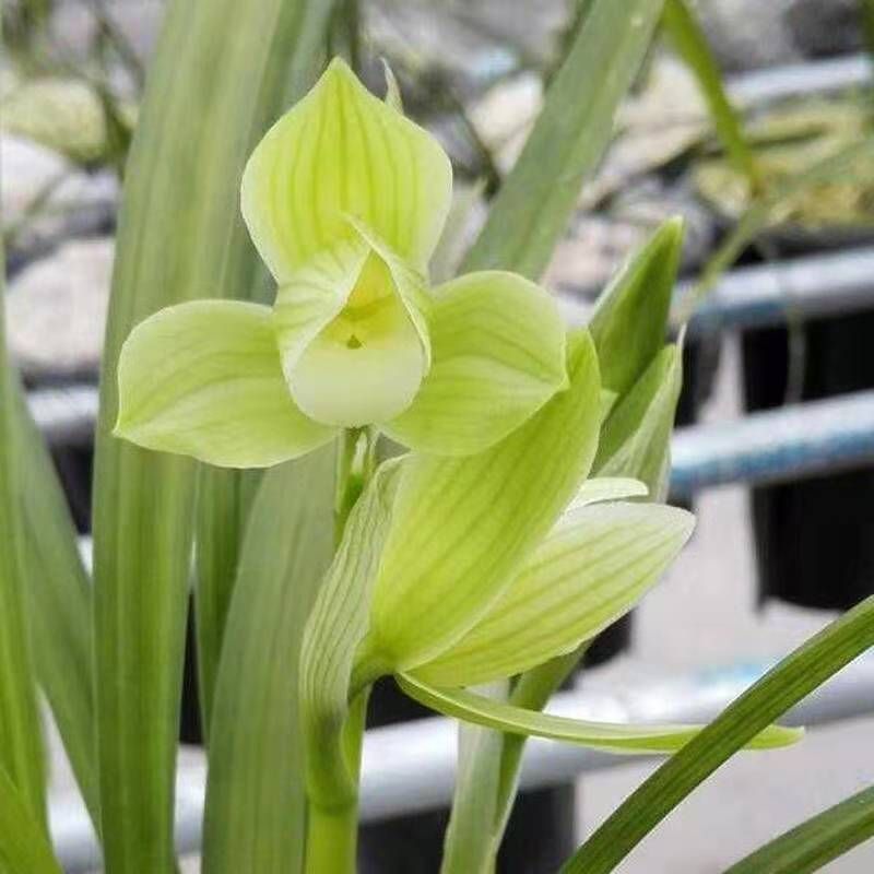 包邮兰花苗阳台花卉绿植浓香盆栽春剑大荷素漏风漏雨自然种植