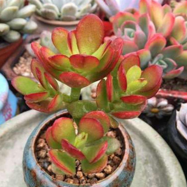 玉树红锦 黄金花月盆栽多肉大型植物姬花月花卉办公室绿植 吸甲醛