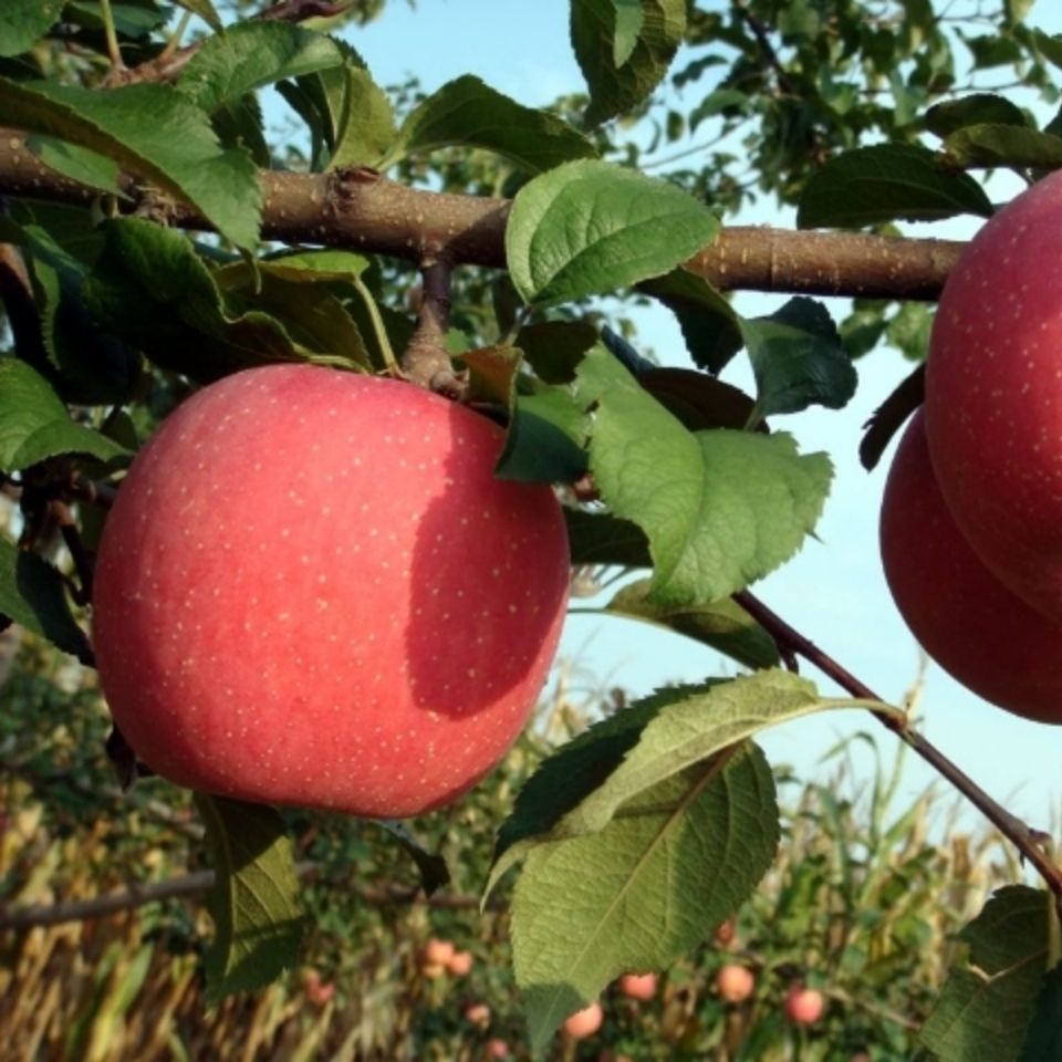 【24枚一箱装】央视cctv1台报道平凉金果,阳川镇种植,农家自销