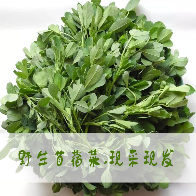 苜蓿菜新鲜野菜嫩芽头茬苜蓿芽食用野生蔬菜草头现摘现发包邮