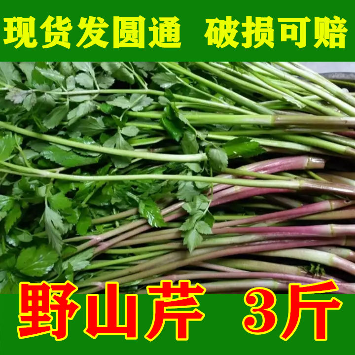 东北 新鲜山野菜大叶芹山芹菜长白山山货特产袋装保鲜750*2袋包邮