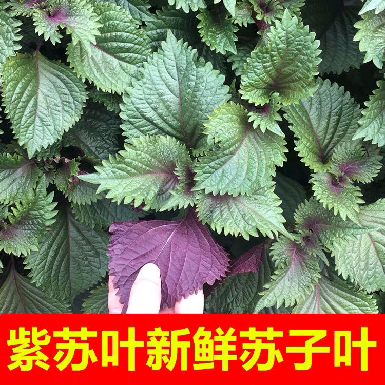紫苏叶新鲜食用韩国烤肉苏子叶韩式泡菜中药鲜香菜咸菜包邮500【15天