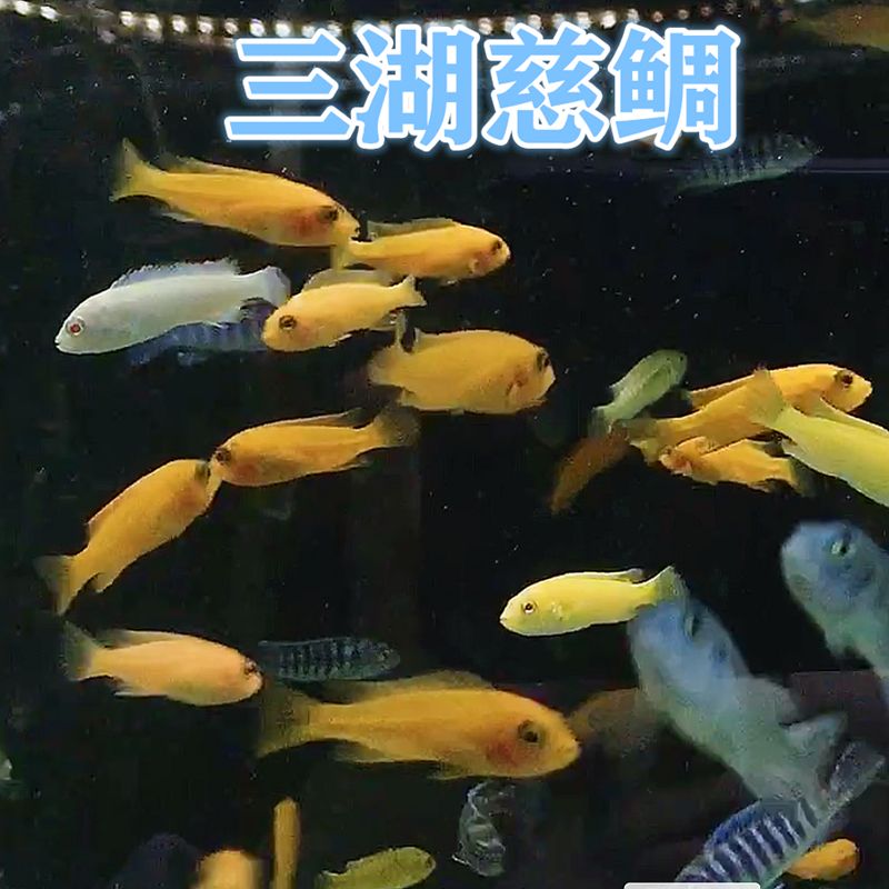 三湖慈鲷马鲷岩栖鱼坦鲷宠物鱼小型淡水热带鱼观赏鱼活体非洲王子【2